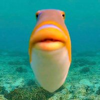 feesh (@feeshcoin) 's Twitter Profile