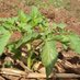 LOCAL BOYS AGRI BUSINESS (@localboysagro) Twitter profile photo LOCAL BOYS AGRI BUSINESS (@localboysagro) Twitter profile photo