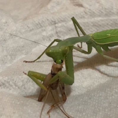 mrgreeneggs's profile picture. engineer turned entrepreneur