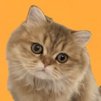 ペルシャ猫のみかん (@mellow030) 's Twitter Profile