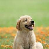 Dogtor1991's profile picture. WGMI!