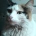 El Superviviente de Hathsin (@kelsier081291) Twitter profile photo