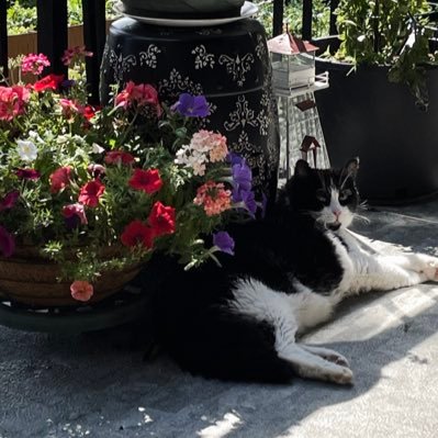 mimimatz's profile picture. Canadian 🇨🇦