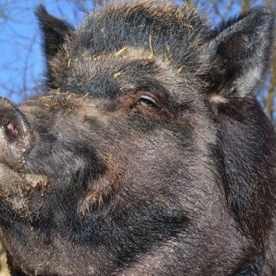 Pavkelovac's profile picture. Nakon univerziteta kreće slamanje srednje klase. Ostaće samo klasa motača kablova i dvorska oligarhija. Studentski pokret je poslednja slamka za spas države