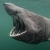 Basking Shark Data Center (@baskingsharkinc) Twitter profile photo Basking Shark Data Center (@baskingsharkinc) Twitter profile photo