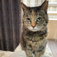 やなぎ☆脱原発☆ (@myccat) 's Twitter Profile