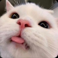 Kypsi (@kypsi_) 's Twitter Profile