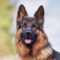 GSD Community Club (@gsdcommunitygsd) 's Twitter Profile