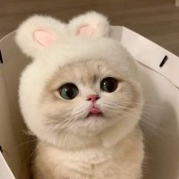 🐯🐰. (@ezannn_nn) 's Twitter Profile