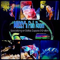 Missy's Fish Room(@MissysFishRoom) 's Twitter Profile Photo