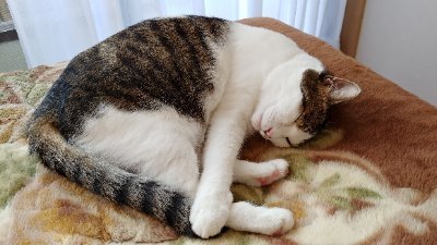 LostZeroStation's profile picture. 御朱印（主に関西）、Ｂ級グルメ、駅メモ等に関してちょこちょこツイートします。(*^▽^*)
ツイートが流れまくるので、リツイートは非表示にしています。
フォローバックした途端、訳分らんDM送って来ないでね♪