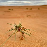 Hussein Ali (@alsahus) 's Twitter Profile Photo