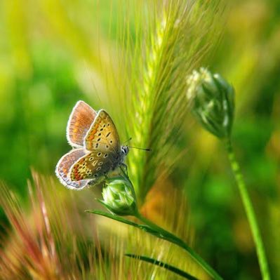 SahilKh37719153's profile picture. زما جانان جانان وطنه افغان وطنه🇦🇫