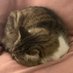 Non Horny Cat (not at all) (@realnormalcat) Twitter profile photo Non Horny Cat (not at all) (@realnormalcat) Twitter profile photo
