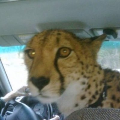 🧉🇦🇷 || Software Engineering Student || Bug Bounty Hunter