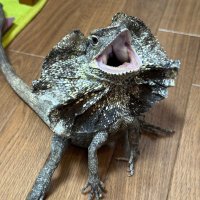 ルル🦎🐍🐸 (@blizzard_1121_) 's Twitter Profile