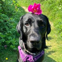 Ted-E-Bear (@labtedthe) 's Twitter Profile