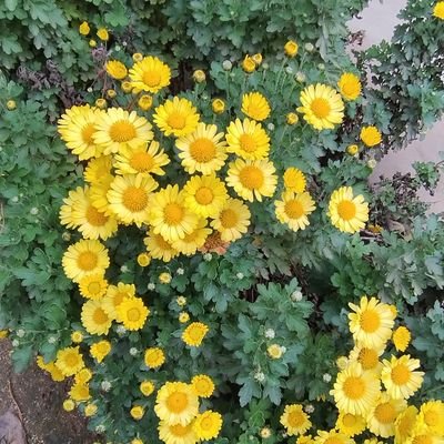 anemia_cronica's profile picture. crisis existenciales