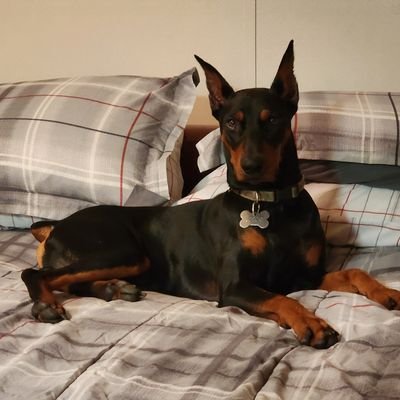 marta1214450's profile picture. Constitutionionalist