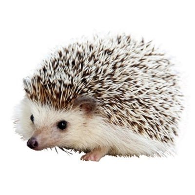 This is $Carl. He will be here only once and then gone forever. This is your only chance to say hi to Carl CARL1SLwhaK4eaF633jgEgYgJ7UDJmTa9XGHfMgPud5e