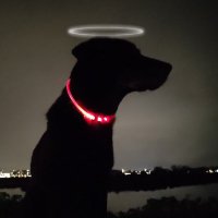 Cleo๐ & her emotional support human ๐ถ ๐ (@labtested1) 's Twitter Profile