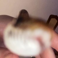 ThisIsARealAccountAP (@realaccountap) 's Twitter Profile