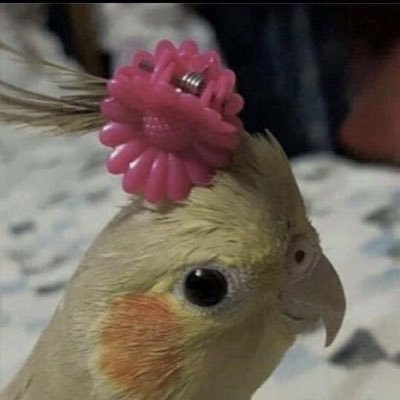 adraudeariam0's profile picture. só besteira