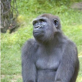 Ksoham314's profile picture. Suffering is conserved in all livin'beings.