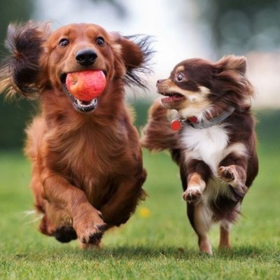 Let's be friends and follow each other! 😺🐕
Animal Lover, Loving All nature things. NO PORN,NO DM, NO MES