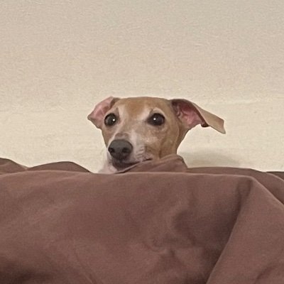 dcmgi0's profile picture. 色んなゲームをそれなりにやってます