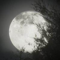 WHITEWOLF660 (@whitewolf660) 's Twitter Profile
