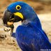 Programa Blue Foresta (@blueforesta) Twitter profile photo Programa Blue Foresta (@blueforesta) Twitter profile photo