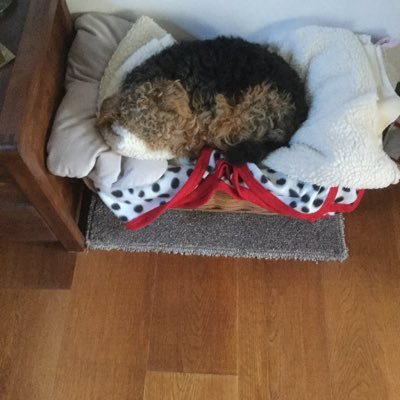 Huddersfield Town fan. Loves Barry. Daisy the dog hates cruelty and stands with Ukraine. remember ….life is short. take the trip..buy the shoes..eat the cake .