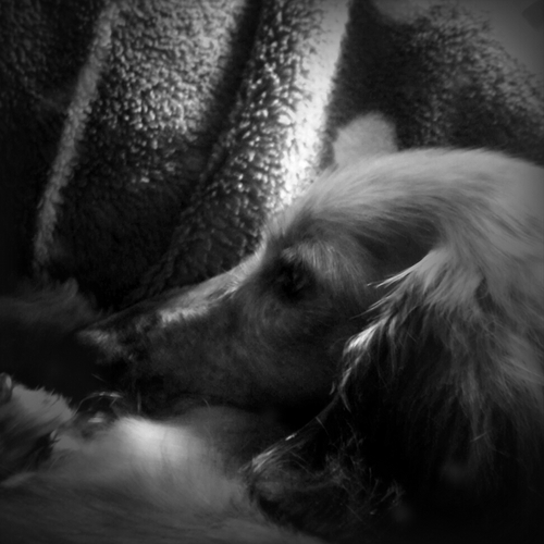 fuka_i's profile picture. 