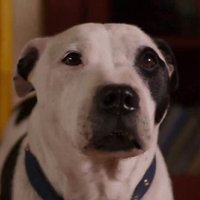 Pedro (@onebigsmiledog) 's Twitter Profile