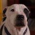 Pedro (@onebigsmiledog) Twitter profile photo Pedro (@onebigsmiledog) Twitter profile photo
