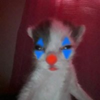 bibi🫐 (harm reduction era) (@couscousgnam) 's Twitter Profile