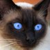 Lilac (@pausitivevibe) Twitter profile photo Lilac (@pausitivevibe) Twitter profile photo