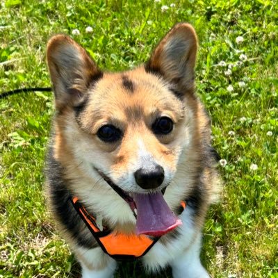 hiromuta39's profile picture. コーギーのさくら11歳とプリキュア 好き6歳の娘、気が強い負けず嫌い5歳の年子の娘2人とのんびりだららん暮らしてます(^_^)vコーギー好きで時々呟きます。 さくら11歳になりますがずっとパワフルコーギーで走り出すと黒い弾丸です。 2025年3月生まれのトイプー、ぷりんも仲間入り。