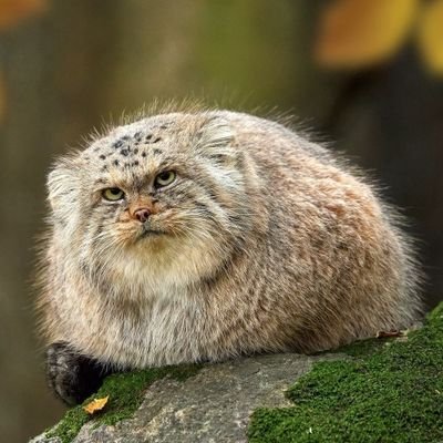 pistachiofan's profile picture. 