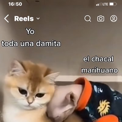 buscando diversión, sexo, pasarla bien me encanta mamar, fajar, coger , beso negro o blanco 🤤🤤🤤