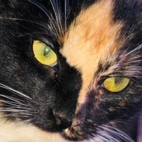 mascabros9's profile picture. Bloqueos GRATIS a lerdos pasmados.
Pata rajada Michoacano-Jalisciense😏
Si eres fan de X.González o de #LordMONTAJES, sáquese a dejar piojos a otra parte.