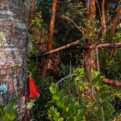 Eluneymalio's profile picture. 𝑨𝒓𝒂𝒖𝒄𝒐 𝒕𝒊𝒆𝒏𝒆 𝒖𝒏𝒂 𝒑𝒆𝒏𝒂 𝒎𝒂́𝒔 𝒏𝒆𝒈𝒓𝒂 𝒒𝒖𝒆 𝒔𝒖 𝒄𝒉𝒂𝒎𝒂𝒍