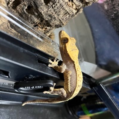 terako3150's profile picture. 爬虫類好きの初心者🔰