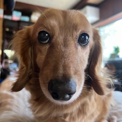 agentservise's profile picture. 