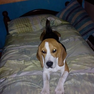 PauloIturr3831's profile picture. 