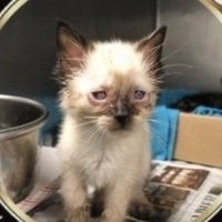 KittyTrouble (@catsaavy) 's Twitter Profile