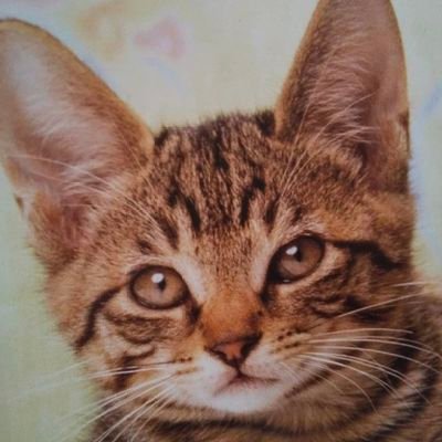上田桃夏さんを音楽チャンプから応援しています

Uthmの3人を応援しています