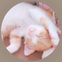 ふうさんち🐾茶白猫(@fuusanbiyori) 's Twitter Profileg