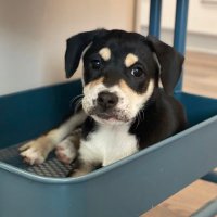 puppypeddler(@moirawebb) 's Twitter Profile Photo